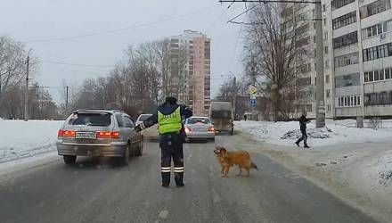 Видеофакт: инспектор ДПС остановил движение, чтобы хромая собака перешла дорогу