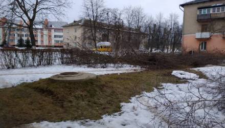 Под Гомелем производили санитарную обрезку деревьев. Местные возмутились качеством работ