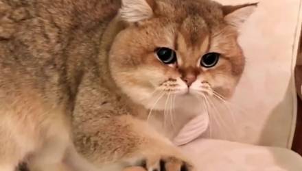 Кот очень не хочет отдавать любимую игрушку — забавное видео