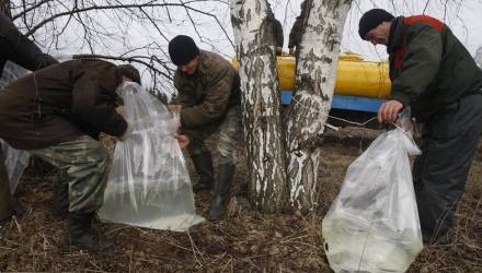 На Гомельщине планируют увеличить объемы заготовки берёзового сока в два-три раза