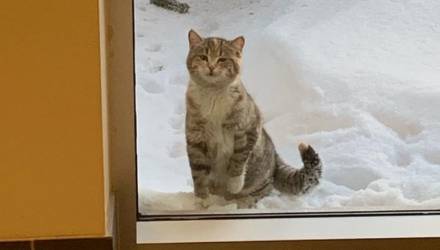 Уличная кошка отчаянно просилась в гости к пожарным и получила постоянный дом