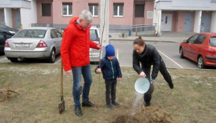 Это лайк. 15 клёнов высадили в одном из дворов Гомеля