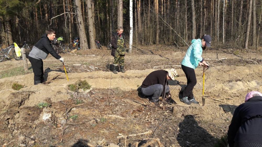 Гомельские велосипедисты приняли участие в посадке леса под Зябровкой (фото)