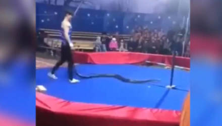 Огромный удав задушил артиста цирка прямо во время выступления — видео