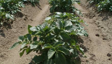 Как спасать урожай картофеля в засуху?