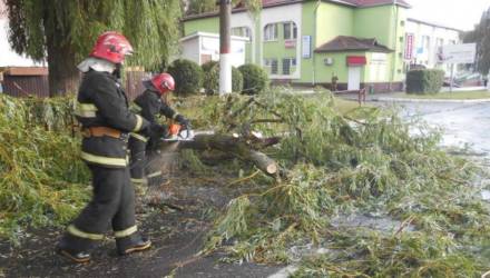 В Мозыре сильный ветер во время дождя повалил деревья на дороги. К счастью, пострадавших нет