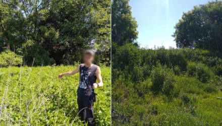 На Гомельщине житель райцентра увлечённо собирал коноплю и не заметил милиционеров