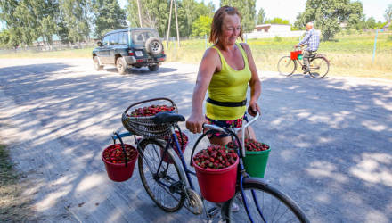 Котировки белорусской клубничной биржи: как не только вырастить, но и продать сладкую ягоду