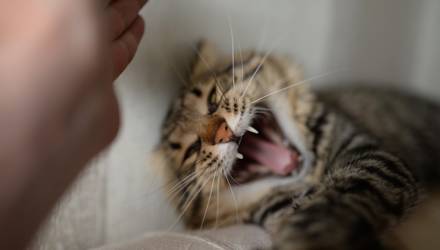 В Чёнках объявлен карантин из-за двух бешеных котят