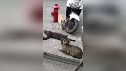 Кошка "застукала" своего кота в обнимку c другой
