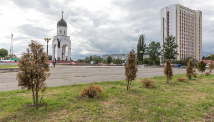 На Гомельщине весной было высажено более 71 тысячи деревьев. Сколько осталось?