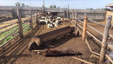 Гвалт вокруг двух павших телят в Жлобинском районе. Что произошло?