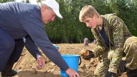 В Беларуси появился тренд – вырастить урожай картофеля "как у президента"