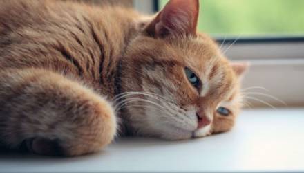 5-летняя девочка играла с котом и выпала из окна в Мозыре