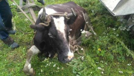 На Гомельщине спасатели помогли корове выбраться из колодца