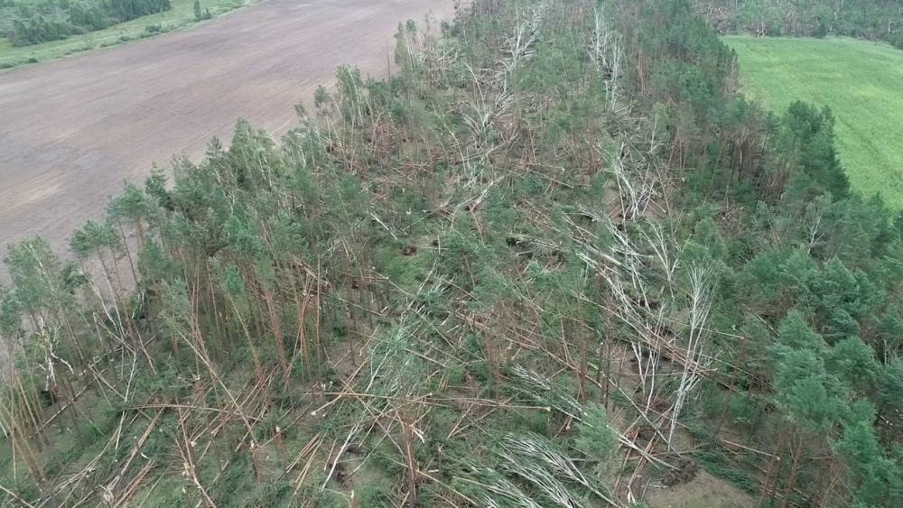 В Гомельском районе грозовой ветер повредил 90 гектаров леса: шокирующие фото и видео с воздуха
