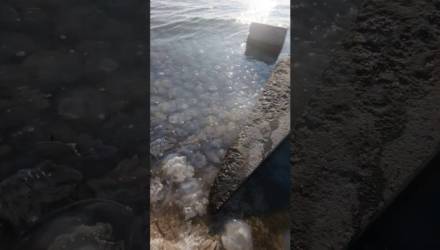 Азовское море превратилось в желе из мёртвых медуз — шокирующие видео очевидцев