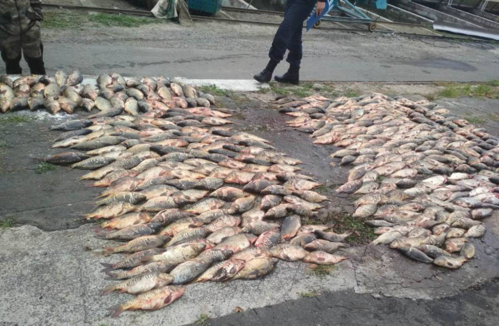 Криминальные будни Гомельщины: безработный сетями выловил 280 кг рыбы, двое менял лишились валюты "где-то на пароход", бульдозер переехал 3 тонны конопли