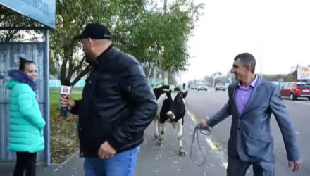 Видеофакт: гомельский кандидат в депутаты привёл на предвыборный пикет корову и козу