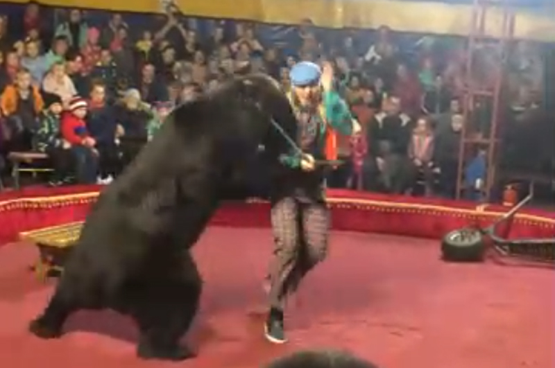 Медведь набросился на дрессировщика в цирке — видео