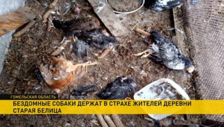Бездомные собаки держат в страхе деревню под Гомелем: душат домашних животных и даже нападают на людей (видео)