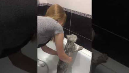 Забавное видео. Девушка спросила у кота, как он себя чувствует, он ответил: "Нормально"