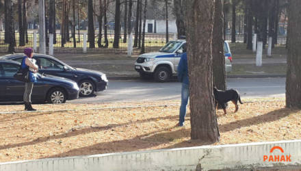 В Светлогорске ротвейлер покусал ребёнка