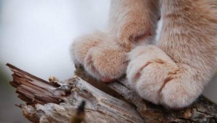 Кот случайно задушил 9-месячную девочку