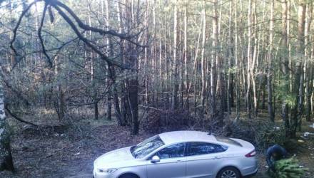 В Светлогорском районе мужчина на дорогой иномарке захотел дома поставить бесплатную ёлку, но в лесу попал в объектив фотоловушки
