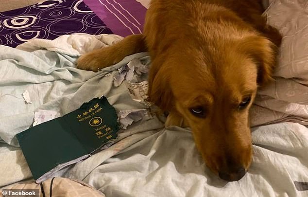 Собака съела паспорт хозяйки, заставив её отменить поездку в Ухань за несколько дней до смертельной вспышки коронавируса