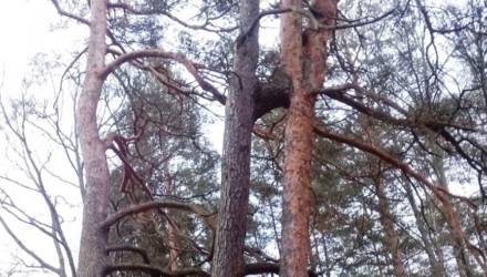 В Нацпарке "Беловежская пуща" обнаружено редчайшее природное явление