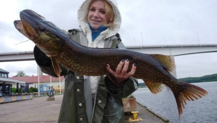 Запрет на лов щуки вводится с 1 марта в большинстве регионов Беларуси