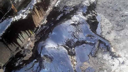 Пёс был полностью покрыт гудроном, и только спустя 9 часов непрерывной работы его удалось спасти