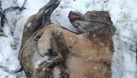 "Гореть в аду тем, кто это сделал". Под Гомелем в лесу нашли двух задушенных собак