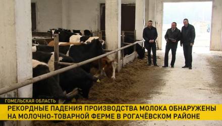 Коров кормили одним силосом. Из-за чего рекордно упали надои на ферме в Гомельской области
