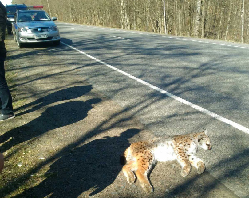 Рыси на дороге. Рыси на дороге. Рыси на дороге. Рысь на дороге. Рыси на дороге.