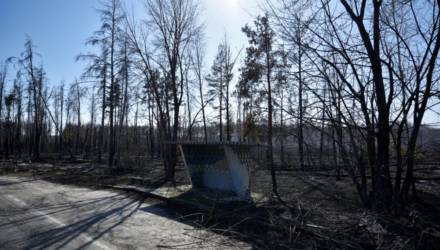 Помог дождь: лесной пожар в Чернобыльской зоне удалось потушить