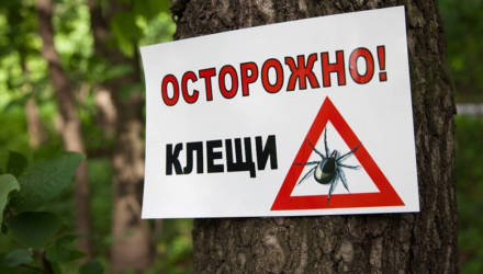 Осторожно, клещи в городе!