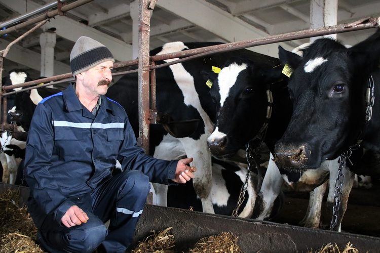 Один из лучших дояров в Гомельском районе Игорь Титоренко добывает в день 25–30 килограммов молока от одной коровы