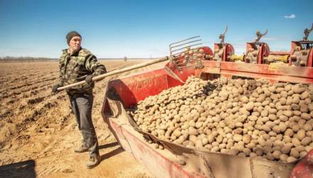 Запасов продуктов в стабфондах Гомельской области хватит до нового урожая