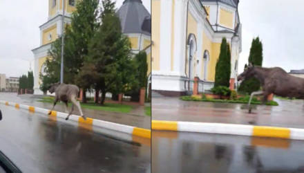 "Природа настолько очистилась..." Дикий лось устроил пробежку по центральной улице Речицы