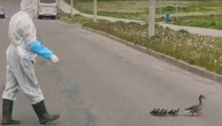 Водитель скорой помог утке с утятами перейти дорогу в Молодечно – видео