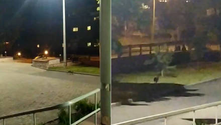 Гомельчанин: Отвёз жену в роддом, и тут ещё заяц диву даёт