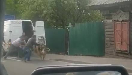 Трое на одного: гомельчане против хряка. Чья возьмёт?