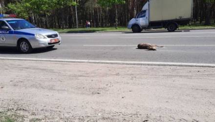 На выезде из Гомеля сбили косулю
