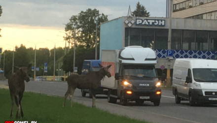 Лоси в Гомеле