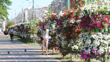 Стена из петуний. В Гомеле улицу Советскую украсили вертикальными цветочными композициями