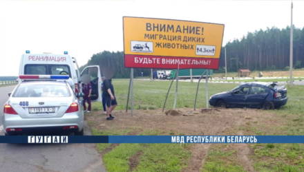 Под Гомелем водитель испугался дикого животного и врезался в знак, предупреждающий об их миграции