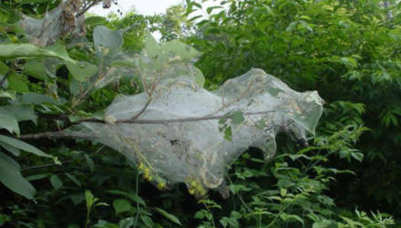 В Гомельской области обнаружен опасный карантинный вредитель Hyphantria cunea Drury