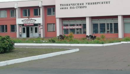 Гомельчане засмотрелись на тёлочек возле университета